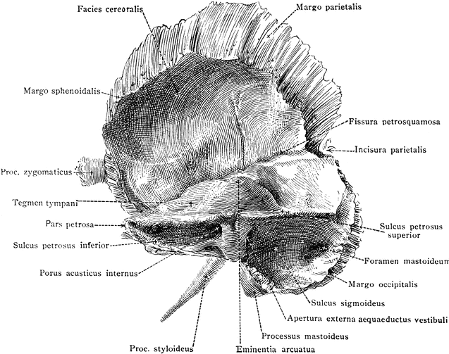Did You Know That Cranial Bones Move Expression Of Health